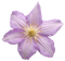 Kaz_Creations Deco Flower  Colours - zadarmo png animovaný GIF