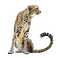 cheetah bp - ilmainen png animoitu GIF
