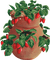 strawberry bp - bezmaksas png animēts GIF