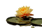 flower,lotus - bezmaksas png animēts GIF