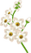 Kaz_Creations Deco Flowers Flower Colours - png gratis GIF animasi