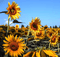 Sunflower Background - gratis png geanimeerde GIF