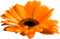Flower.Orange - png gratuito GIF animata