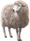 mouton - безплатен png анимиран GIF