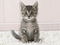 chaton - gratis png animeret GIF