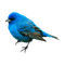kikkapink deco scrap blue bird - бесплатно png анимированный гифка