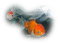 Poissons - Free PNG Animated GIF