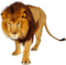 Kaz_Creations Animals Lion - zdarma png animovaný GIF