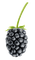 fruit bp - 免费PNG 动画 GIF