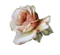 flor rosa vintage  dubravka4