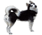 chien-dogzer - Nemokamas animacinis gif animuotas GIF