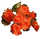 Flowers orange bp - Free animated GIF Animated GIF