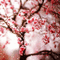 Cherry Blossom Bloom BG - GIF animé gratuit GIF animé