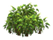plants katrin - kostenlos png Animiertes GIF