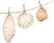 Shells.Coquilles.Conchas.Deco.Sea.Victoriabea - png gratuito GIF animata