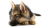 Kaz_Creations Dog Pup - Free PNG Animated GIF