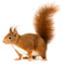 Kaz_Creations Squirrel - gratis png animeret GIF