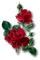 Rose - бесплатно png анимированный гифка