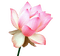 Lotus - Free PNG Animated GIF