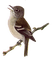 kikkapink spring summer vintage bird - бесплатно png анимированный гифка