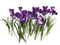 flores Mahg - PNG gratuit GIF animé