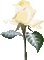 rosa blanca - Bezmaksas animēts GIF animēts GIF