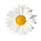 Daisy.White.Yellow - PNG gratuit GIF animé