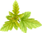 Kaz_Creations Deco  Colours  Leaves Leafs - Free PNG Animated GIF