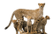 cheetah bp - безплатен png анимиран GIF