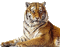 tigre - Бесплатный анимированный гифка анимированный гифка