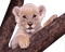 Tube lionceau - 免费PNG 动画 GIF