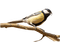 Sikorka. Bird. - Free animated GIF