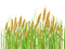 WHEAT grass - zadarmo png animovaný GIF