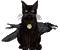кошка - Darmowy animowany GIF animowany gif