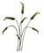 Planta color verde - gratis png geanimeerde GIF