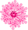 Snowflake.Pink - PNG gratuit GIF animé