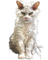 animals cats nancysaey - PNG gratuit GIF animé