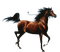 Thoroughbred Stallion - Free PNG Animated GIF