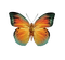 Kaz_Creations Deco Butterflies Butterfly Colours - png gratis GIF animasi