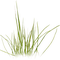 Touffe d'herbes - Free PNG Animated GIF