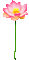 Animated.Lotus.Flower.Pink - By KittyKatLuv65