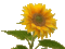 kwiaty - Бесплатный анимированный гифка анимированный гифка