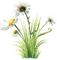 flores - PNG gratuit GIF animé