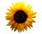 Sunflower.Brown.Yellow - png gratis GIF animasi