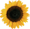 Kaz_Creations Deco Flowers Sunflower Flower - gratis png animerad GIF