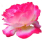 trandafir - png gratis GIF animado