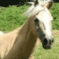 Tête de cheval - 免费动画 GIF 动画 GIF