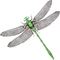 Dragonfly katrin