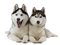 huskies - png gratis GIF animasi