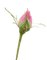 Rose - besplatni png animirani GIF